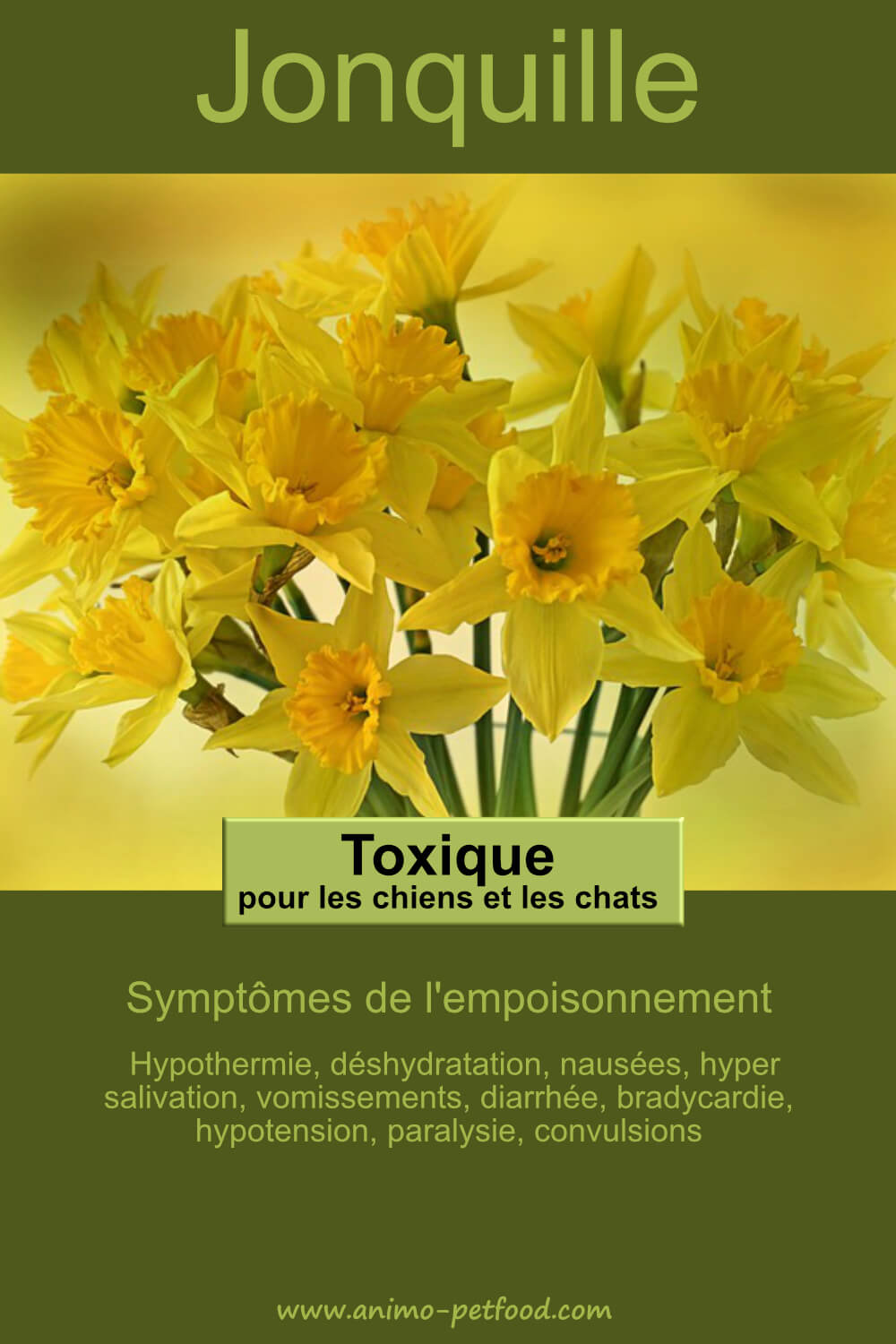 jonquille une fleur toxique pour le chien et le chat
